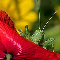 Great green bush-cricket (Tettigonia viridissima) adult female / imago on red flower of common poppy (Papaver rhoeas) in meadow in summer